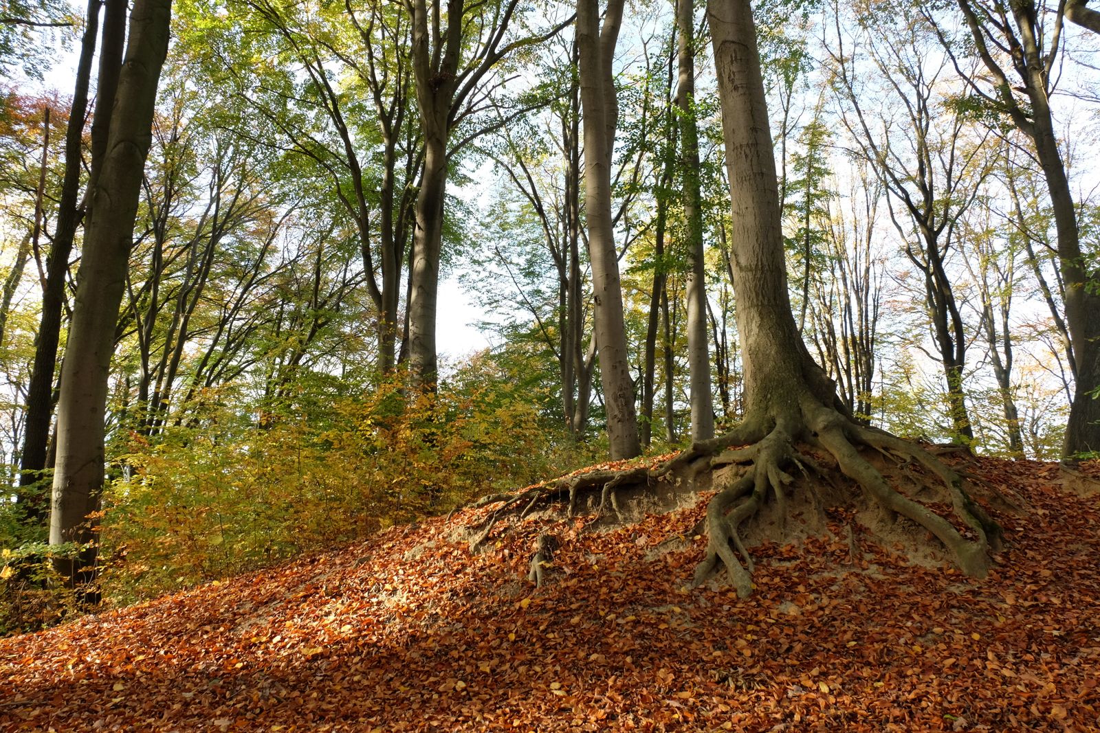 Exposed tree roots spreading across an autumn forest floor